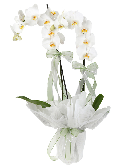  ikili  dallı beyaz orkide
